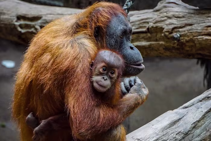 10 of the World’s Most Endangered Animals in 2024