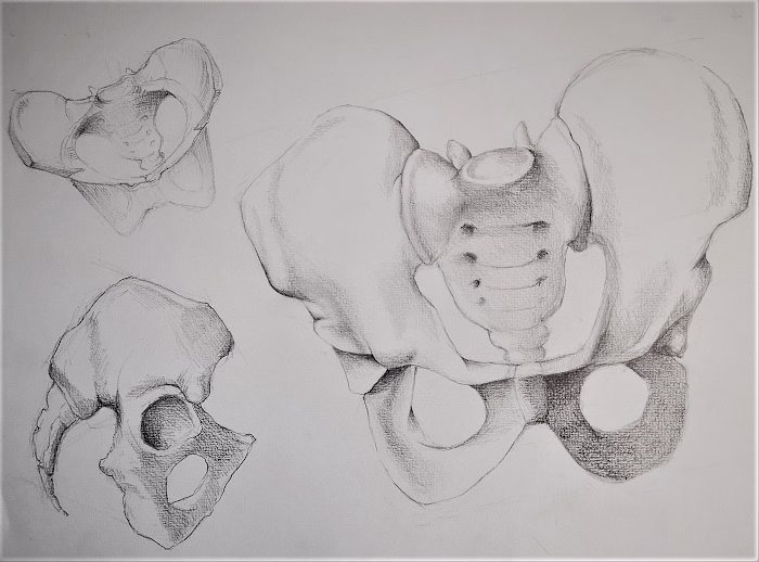 Anatomical studies