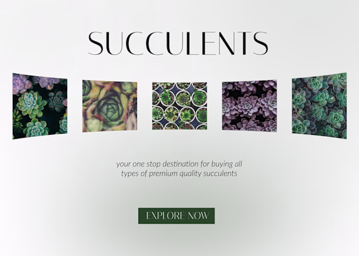 Succulents - online succulents shop 