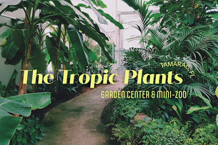 The Tropic Plants