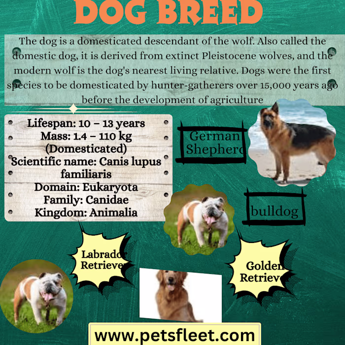 infographics design