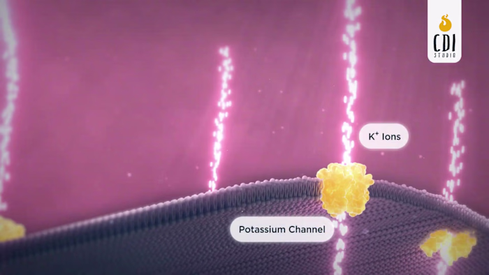 How a Potassium Channel Works: 3D Medical Animation