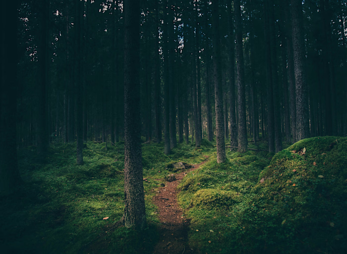 From a lost day in the woods