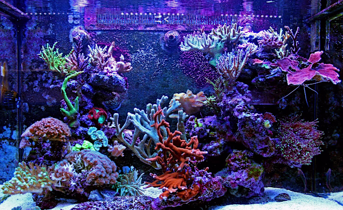 Content Writer & Manager @ FantaSEA Aquariums