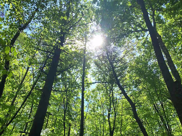 Researched SEO Blog Post on Forestry