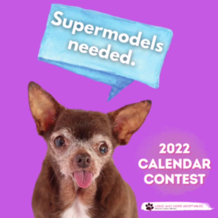 2022 LWHA Calendar – Long Way Home Adoptables