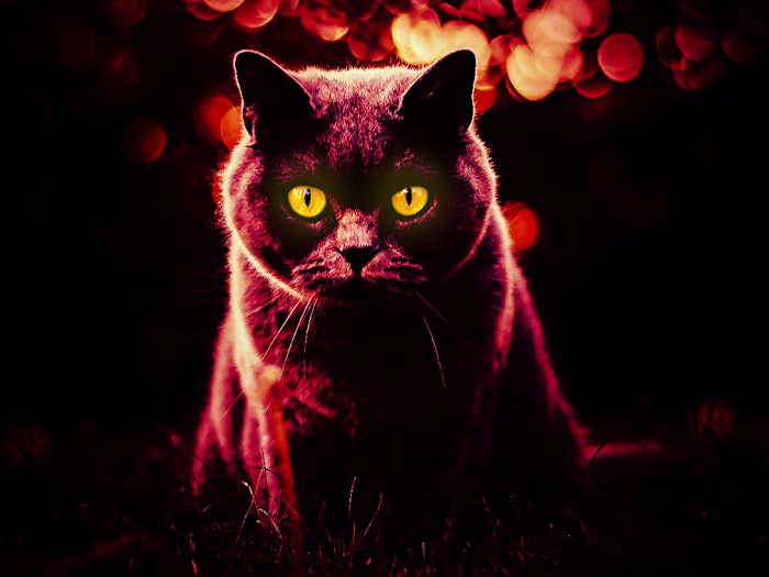 Demon cat