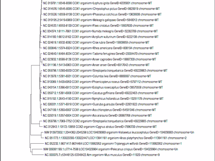 Molecular analysis through Phylogenetic tree construction
using 