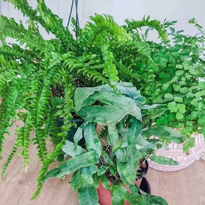 Gardening Blogs