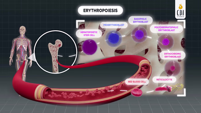 Erythropoiesis: Red Blood Cell Life Cycle, 3D Schematic