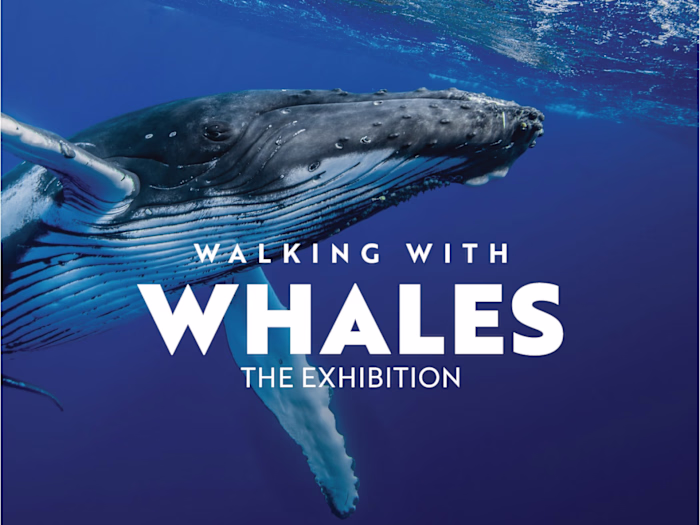 Walking with Whales — The Wildflower Press