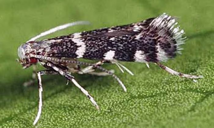 Citrus Peelminer, A Pest of Orange Groves