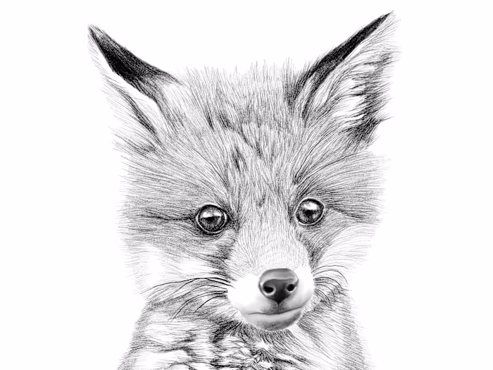 Little Fox