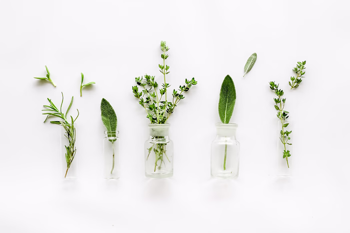 Mellow Monday: Exploring The World Of Herbal Infusions