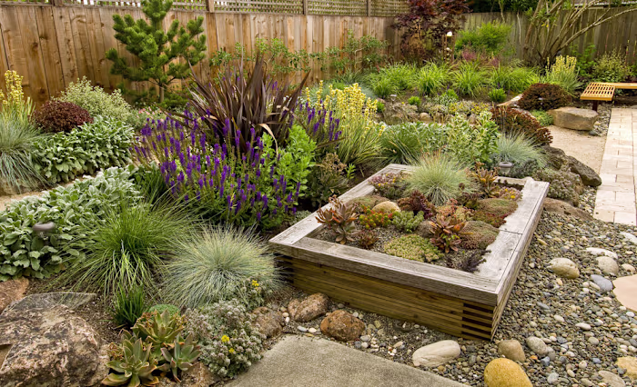 Choosing the Best Drought-Resistant Perennials for Las Vegas Ya…