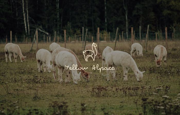 Yellow Alpaca | logo design&brand identity