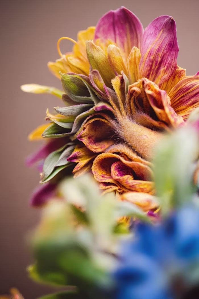 Colorful flowers to start the
