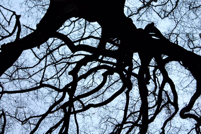 Elemental  ☼ 