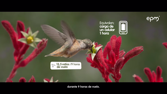 EPM (Hidroituango) - Santander (Hummingbird)