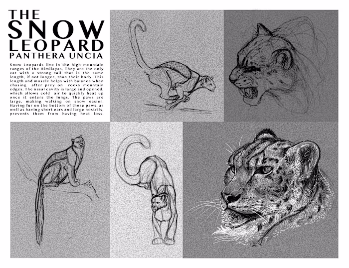 2020 Senior AP Art Area of Concentration Portfolio