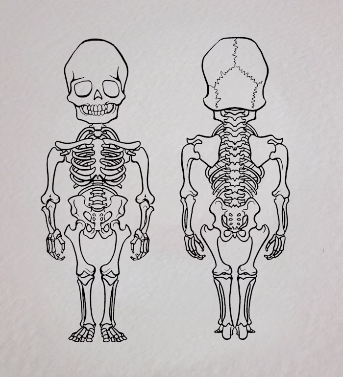 Children's Book Illustration - Skeletal System