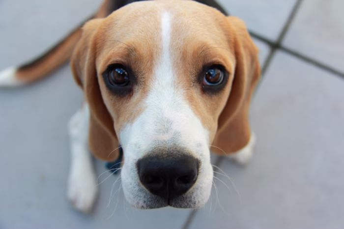 Dog Behavior and Care Blog Series for Runball