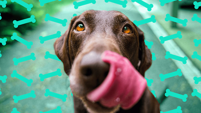 Petopía, a pet-sitting & pet