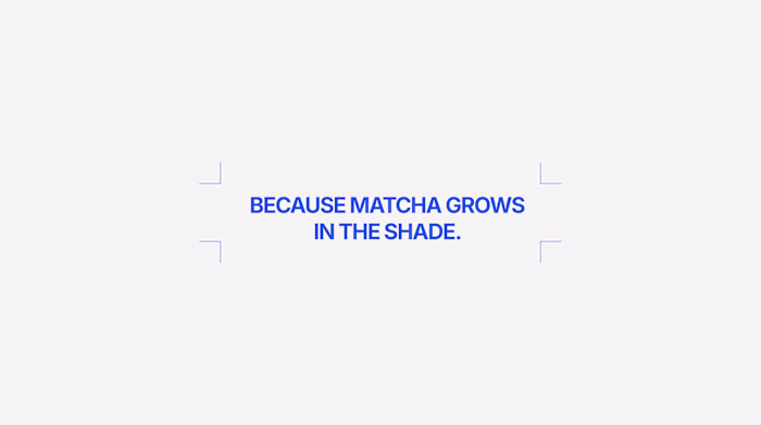 Shēdo Matcha Brand Identity Development
