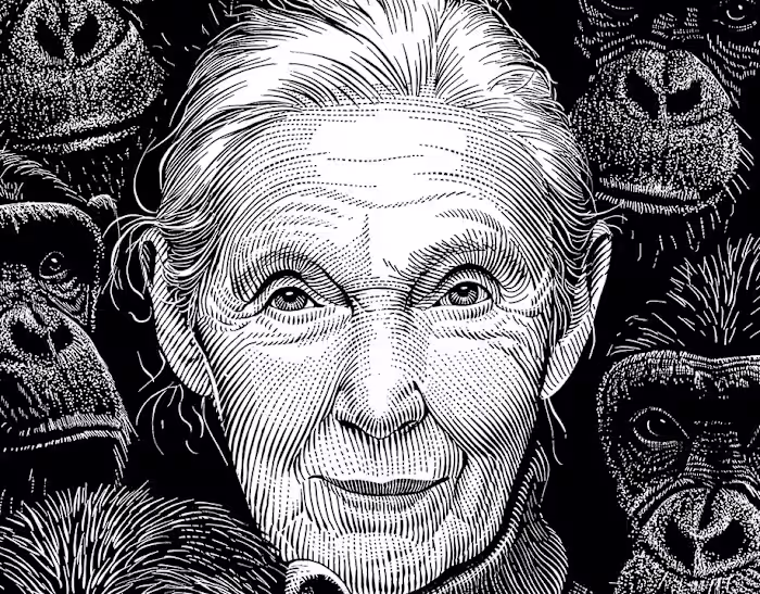 Editorial Portrait: Jane Goodall - A Scratchboard Illo