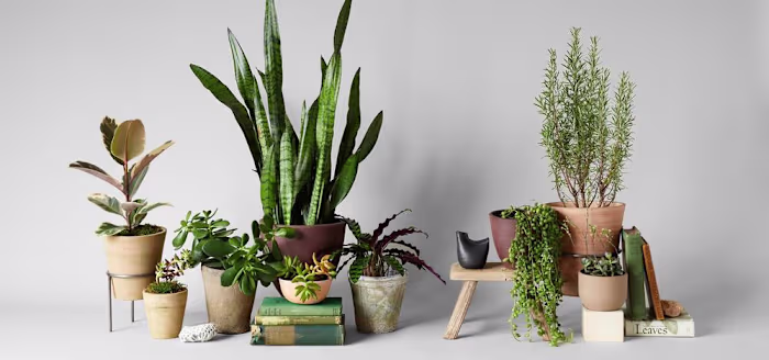 Bloomist | Make Nature Home