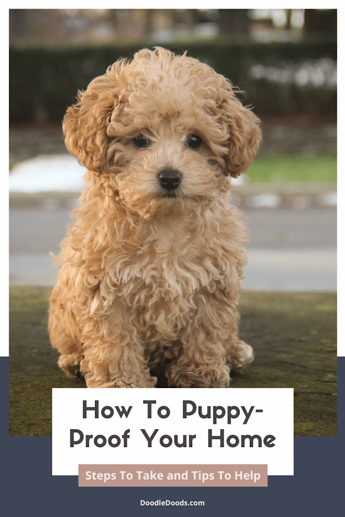 How To Puppy-Proof Your Home