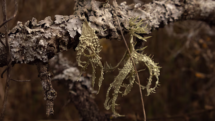 Botanical Textures: A Study of Natural Cycles