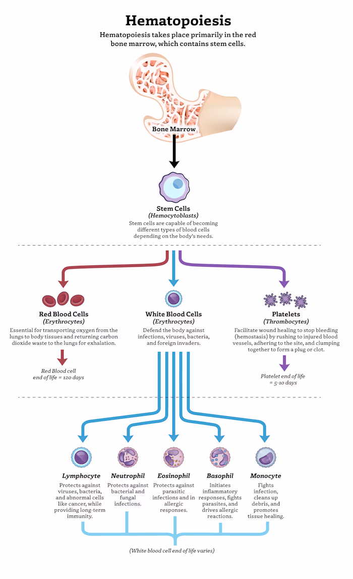 Infographic of the Hematopoeisis process.