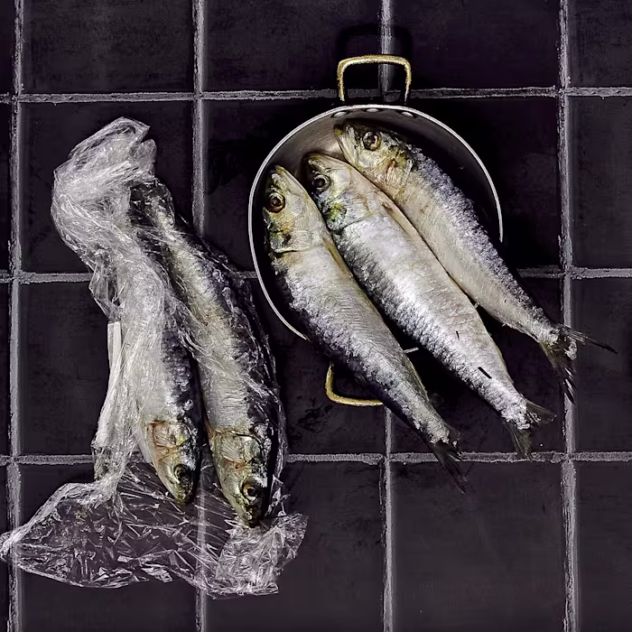 Pesca del día