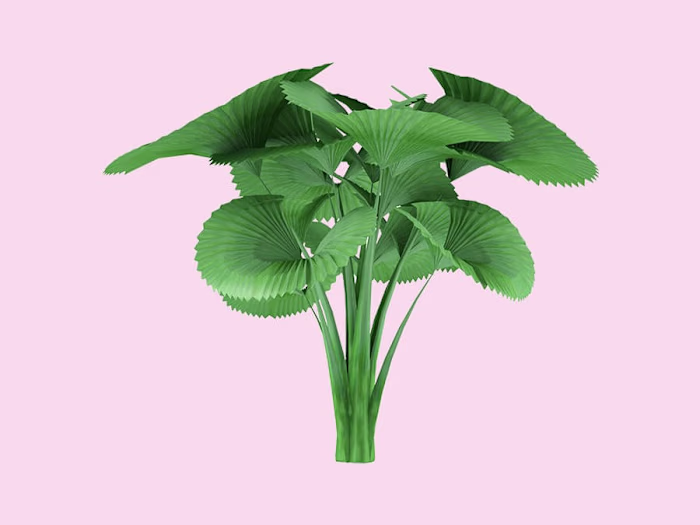 Diana A. Ofosu — Pulse