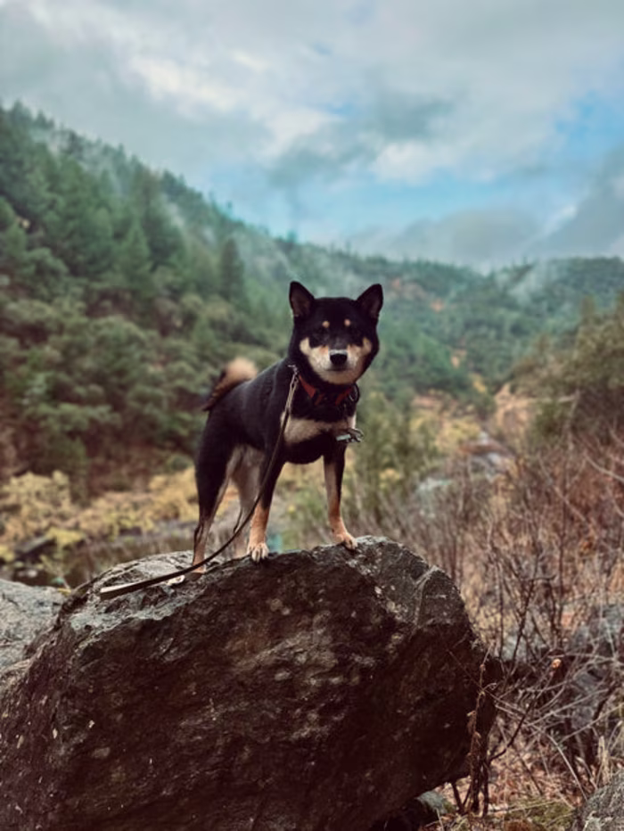 What Is Holistic Dog Care? A Beginner’s Guide