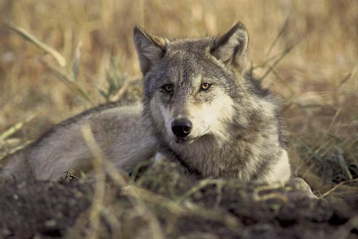 This Endangered Species Act Loophole Will Let Killer of Famous …