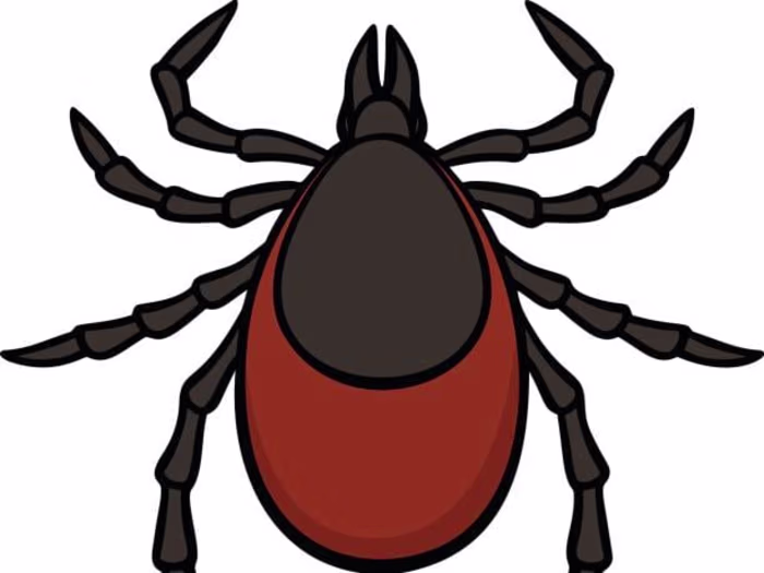 Lyme Disease