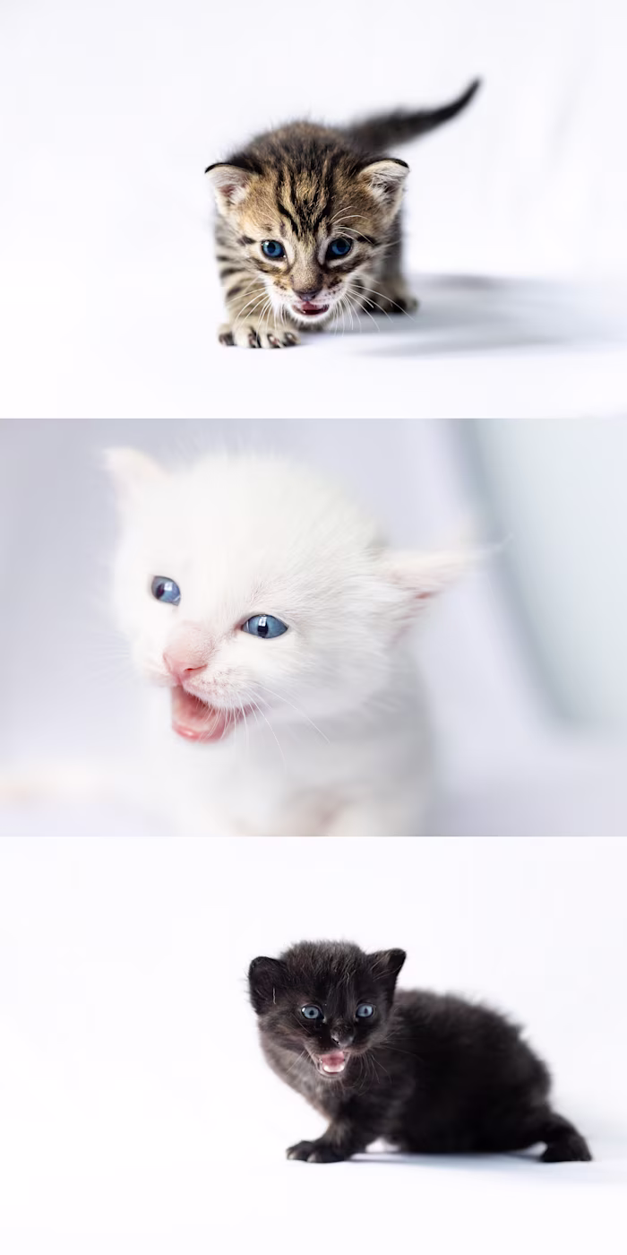 Pet Photography - Kittens