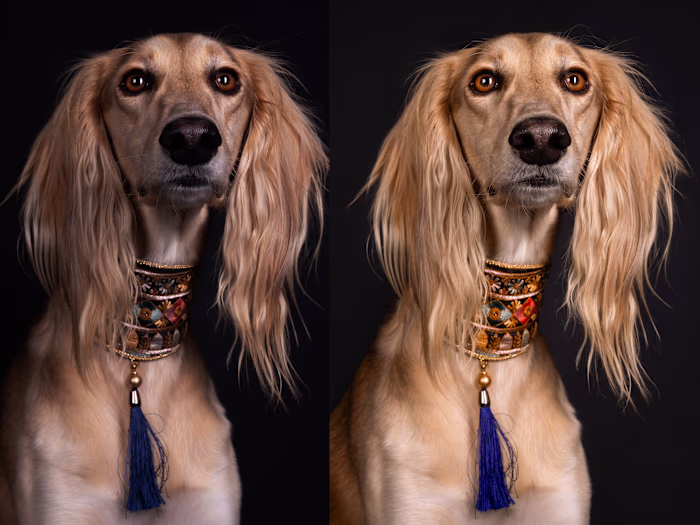 Professional pet photo retouching service.

I