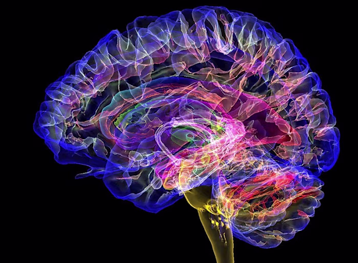 Understanding Strokes: Causes, Symptoms,  and Prevention 
