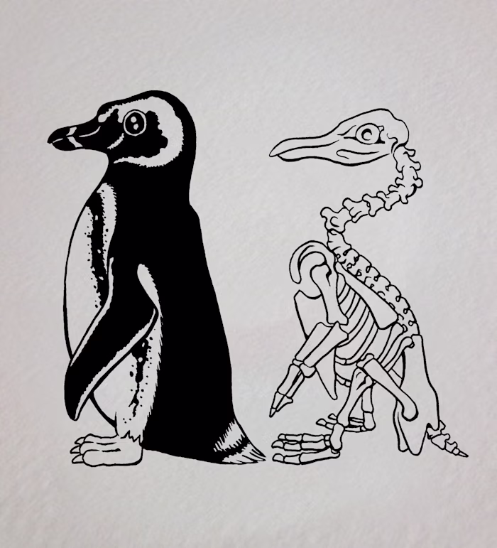 Children's Book Illustration - Skeletal System