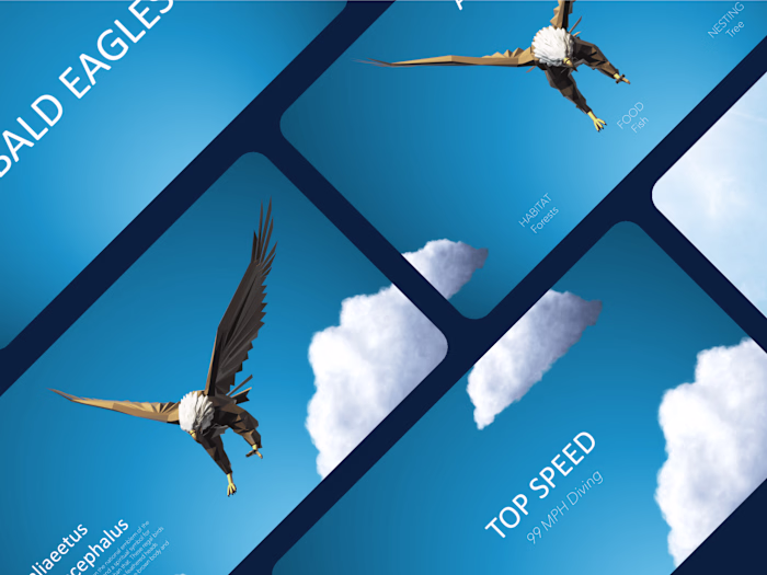 A Visual Guide to America’s National Bird