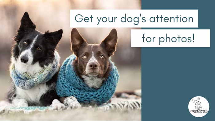 Grabbing your pet's attention | Inspawration Photography