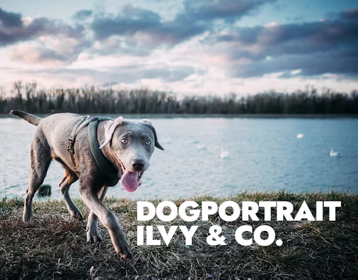 Dogportrait Ilvy & Co