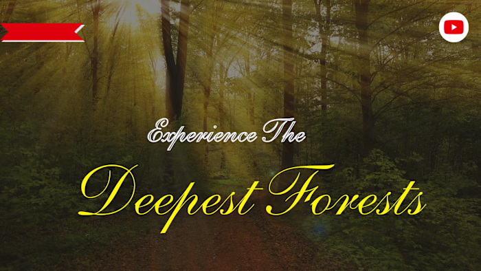 EXPERIENCE THE DEEPEST FOREST. I