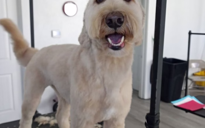Barking Beauties Pet Salon — Custom Website