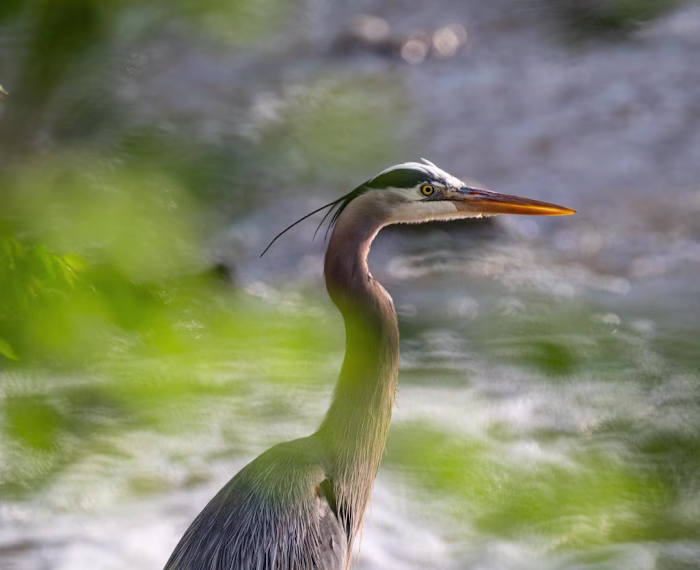 Heron Disturbance Analysis: Non Parametric 2 Sample Test