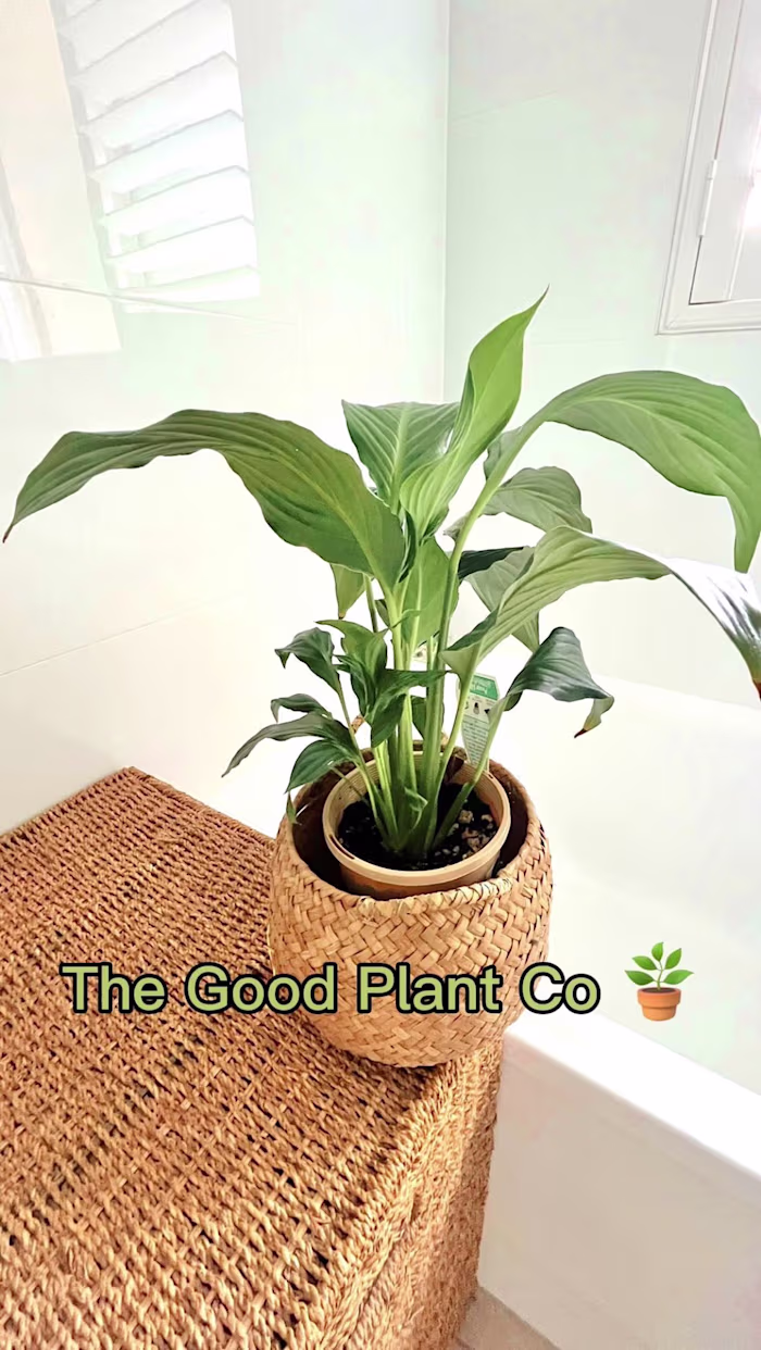 UGC Example Content for The Plant Co