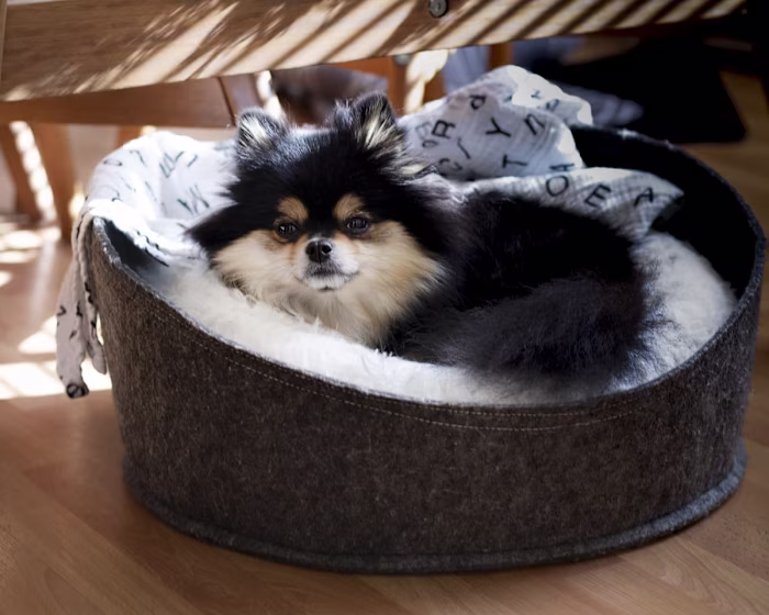 Orthopedic Dog Bed – eBay Product Listing